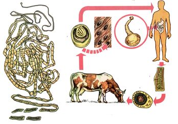 Para un helminto moi común, unha tenia de vaca, unha vaca serve como hospedador intermedio e unha persoa é a última. 