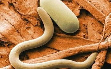 Tipos de parasitos de contacto no corpo humano