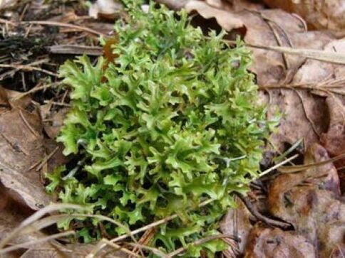 Cetraria causada por parasitos no corpo
