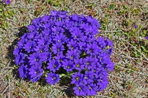 Febre raíz de parasitos no corpo