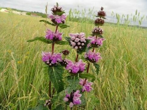 Planta de mineral de ferro de parasitos no corpo