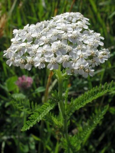 Yarrow contra parasitos no corpo