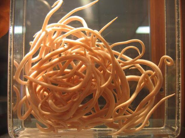 Os nematodos son vermes que pertencen á clase dos nematodos. 