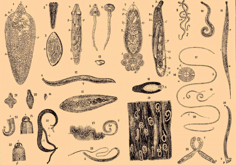 Tipos de vermes que viven no corpo