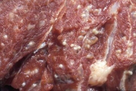 Carne contaminada con trichinella - parasitos perigosos