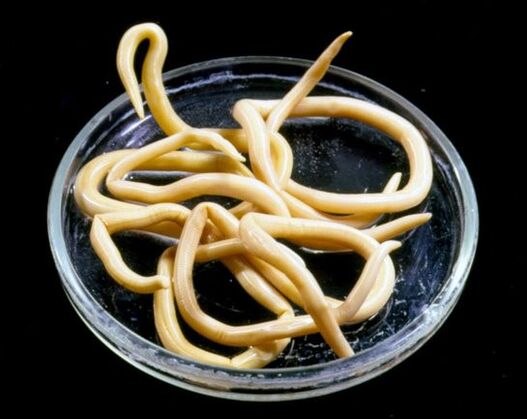 Os nematodos pertencen ao grupo dos xeohelmintos